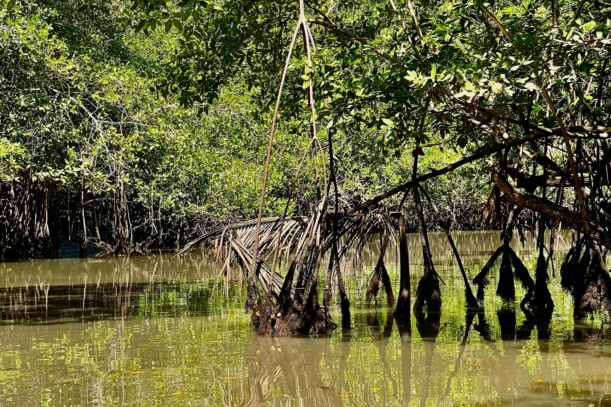 Red mangrove prop roots arching down into still olive-green estuary water, with dense canopy and blue sky above