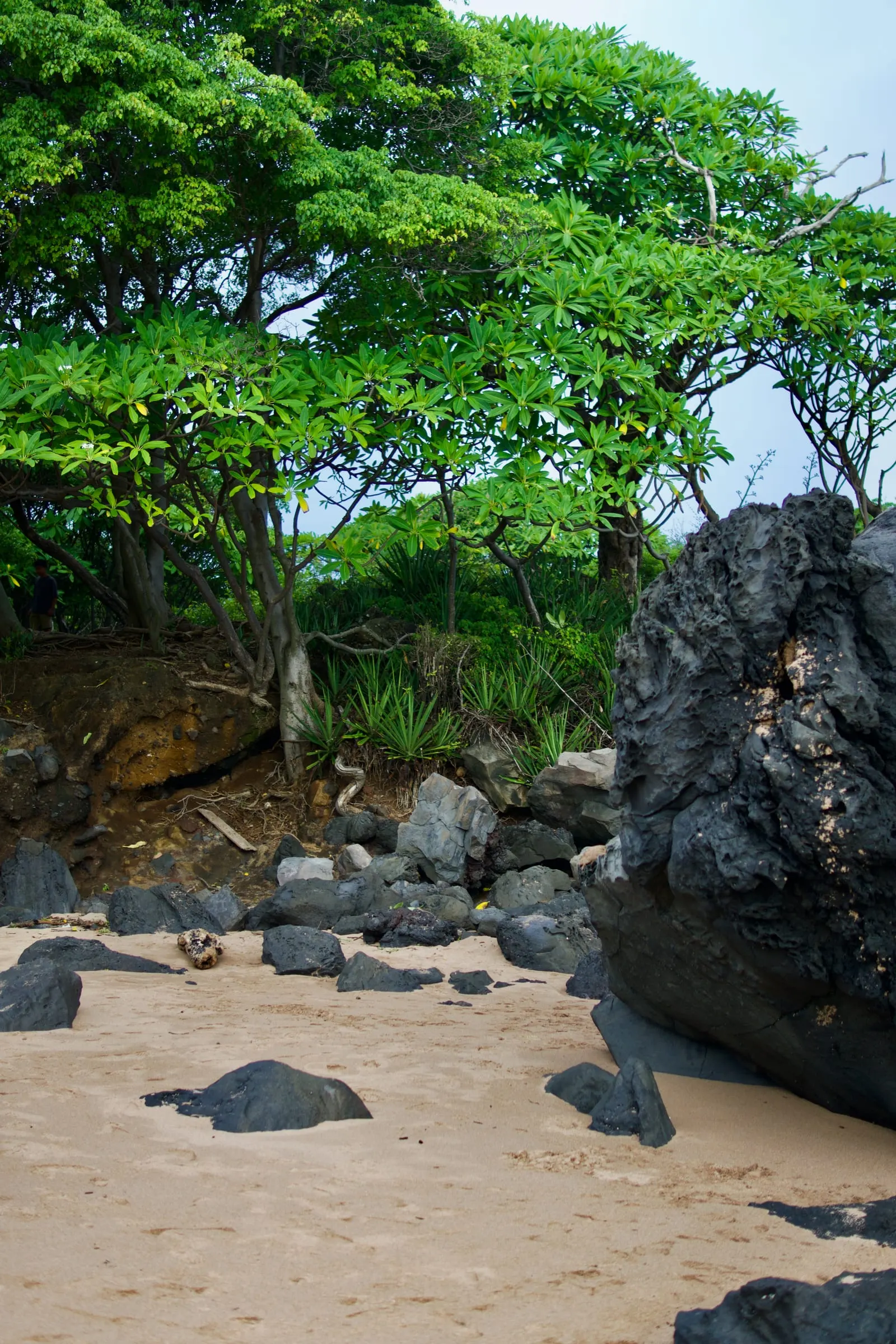 A pale sand cove backed by frangipani trees and agave, with large pitted black volcanic boulders lying on the sand