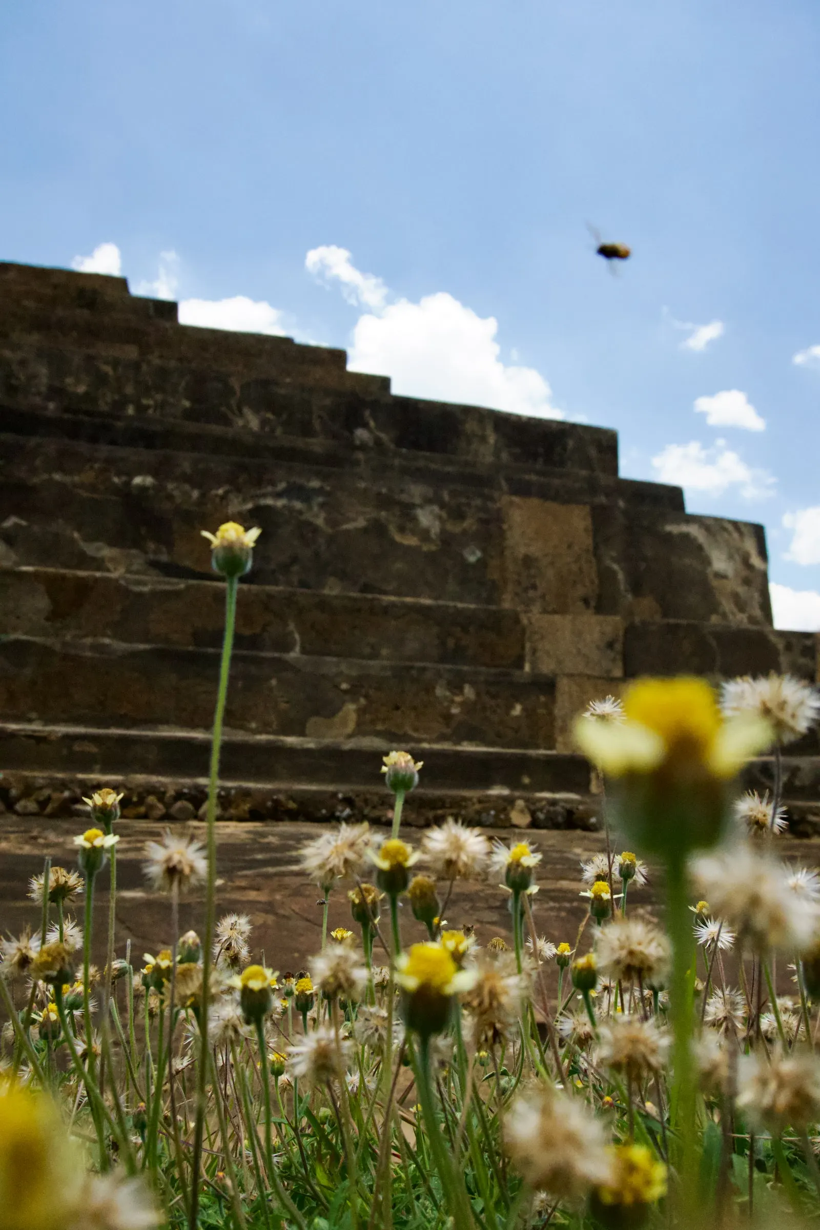 The stepped terraces of Tazumal seen from ground level through wildflowers