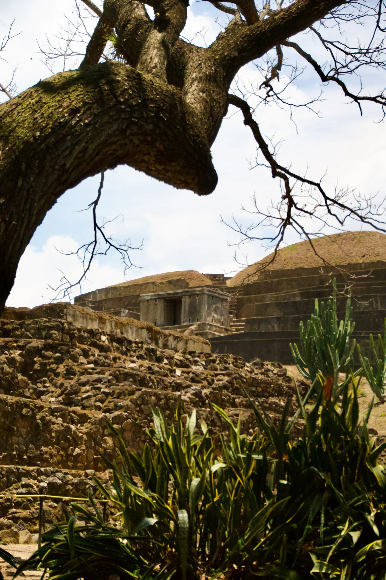 Stone terraces and a restored structure at the Tazumal ruins, framed by a tree
